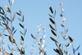 Olive tree branches with blue sky in the background