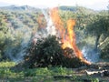 Olive tree branches burning in Jaen Royalty Free Stock Photo