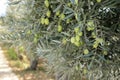 Olive tree branches with green olives before harvesting. Royalty Free Stock Photo