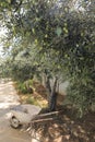 Olive tree branches with green olives before harvesting. Royalty Free Stock Photo