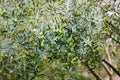 Olive Tree Branches. Green olives in an olive tree.