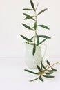 Olive tree branches in pitcher, white background, mockup, styled image for social media Royalty Free Stock Photo