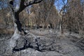 Olive tree burnt and broken by forest fire - Pedrogao Grande Royalty Free Stock Photo