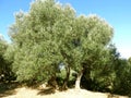 Olive tree Royalty Free Stock Photo