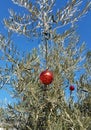 Olive tree with Christmas decorations