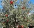 Olive tree with Christmas decorations