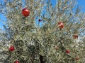 Olive tree with Christmas decorations