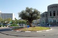 Olive tree in the circle in the city of Tiberias