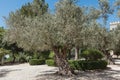 Olive tree in the city park Royalty Free Stock Photo