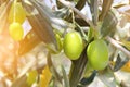 Olive tree, close-up. Mediterranean fruit.