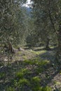 Olive tree and a a close up of olives, ligurian olives the name