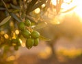 Macro View Of Olive Tree Close Up Royalty Free Stock Photo