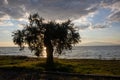 Olive tree at the coast and sunset, Greece Royalty Free Stock Photo