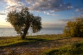 Olive tree at the coast and sunset, Greece Royalty Free Stock Photo