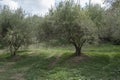 An olive tree orchard in Archanes, Crete