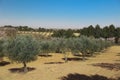 Olive tree cultivation in the agricultural field in Spain Royalty Free Stock Photo