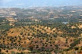 Olive tree cultivation in Greece Royalty Free Stock Photo