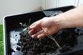 olive tree cutting with root, man holding olive tree plant rooted in water. new olive tree