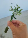olive tree cuttings in aloe vera leaf to take root, olive tree reproduction Royalty Free Stock Photo