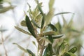 Olive tree damaged leaves with insect