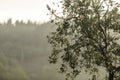 Olive tree At Dawn, Tuscany