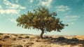 An olive tree in the desert Royalty Free Stock Photo