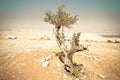 Olive tree in Desert