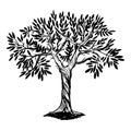 Olive tree engraving vector illustration