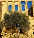 Olive tree at Erechteion, Acropolis, Athens, Greece Royalty Free Stock Photo