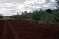 Olive tree field Royalty Free Stock Photo