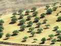 Olive tree field Royalty Free Stock Photo