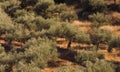 Olive tree field Royalty Free Stock Photo