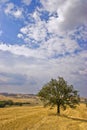 Olive Tree in Field Royalty Free Stock Photo