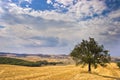 Olive Tree in Field Royalty Free Stock Photo