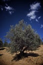 Olive tree field Royalty Free Stock Photo