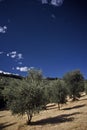 Olive tree field Royalty Free Stock Photo