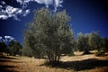 Olive tree field Royalty Free Stock Photo