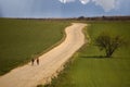 Olive tree in the field and bicycles in route Royalty Free Stock Photo