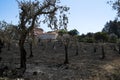 Olive tree field burnt at a small village homes - Pedrogao Grande Royalty Free Stock Photo