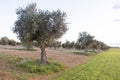 Olive tree in the field