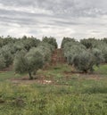 Olive tree field in Istria, Croatia Royalty Free Stock Photo