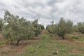 Olive tree field in Istria, Croatia Royalty Free Stock Photo