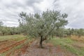 Olive tree field in Istria, Croatia Royalty Free Stock Photo