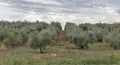 Olive tree field in Istria, Croatia Royalty Free Stock Photo