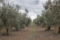 Olive tree field in Istria, Croatia Royalty Free Stock Photo