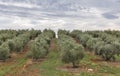 Olive tree field in Istria, Croatia Royalty Free Stock Photo