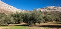 Olive tree field and mountain Royalty Free Stock Photo