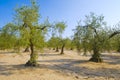 Olive tree field Royalty Free Stock Photo