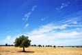 Olive tree in field Royalty Free Stock Photo