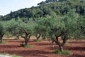 Olive tree field in southern europe Royalty Free Stock Photo